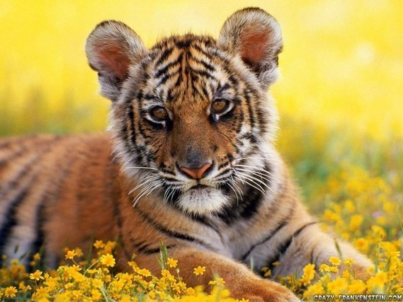 tigre petit