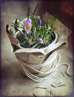fleurs pots