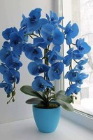 bleu vase