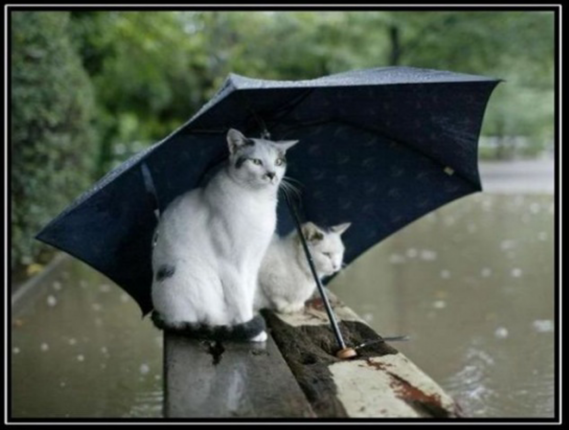chats pluie