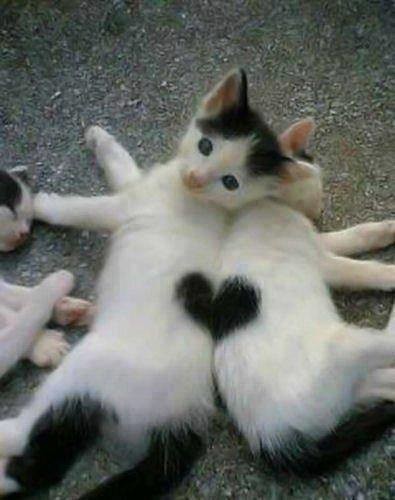 chats coeur