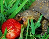 tortue fraise