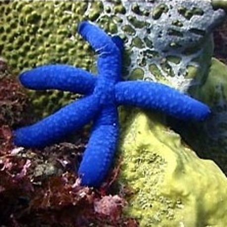 étoile de mer bleue