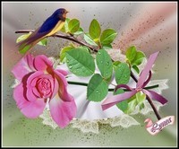 Rose et oiseau de Lynea