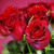 roses-hd-55949