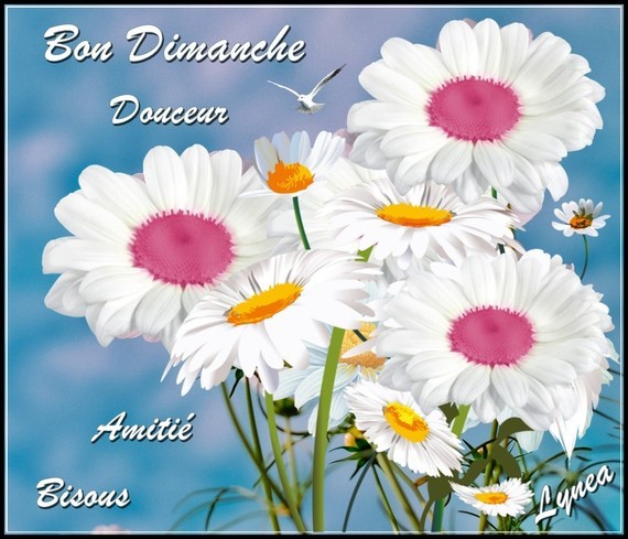 Bon Dimanche Douceur Amitié bisous fleurs blanches de Lynea