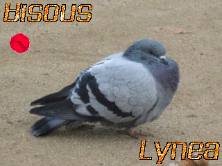 Pigeon bisous gif