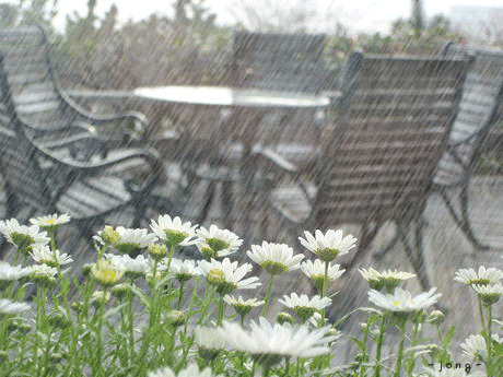 pluie sur fleurs