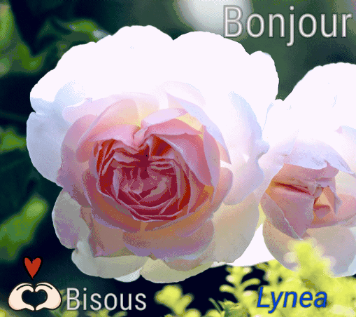 Bonjour bisous rose de Lynea