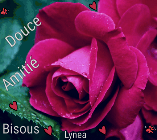 Bisous rose rouge Lynea