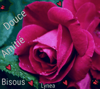 Bisous rose rouge Lynea