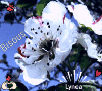 Bisous --Lynea