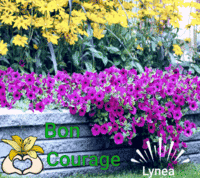Bon courage lynea---
