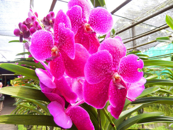 plantation d'orchidées
