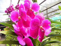 plantation d'orchidées