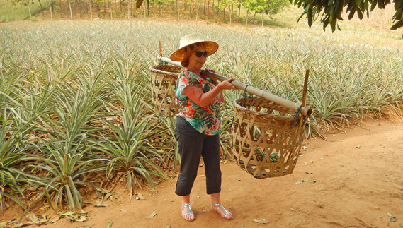 plantation d'ananas