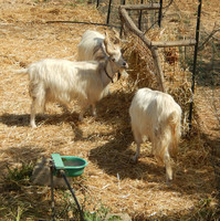 Chèvres longues cornes Agrigento