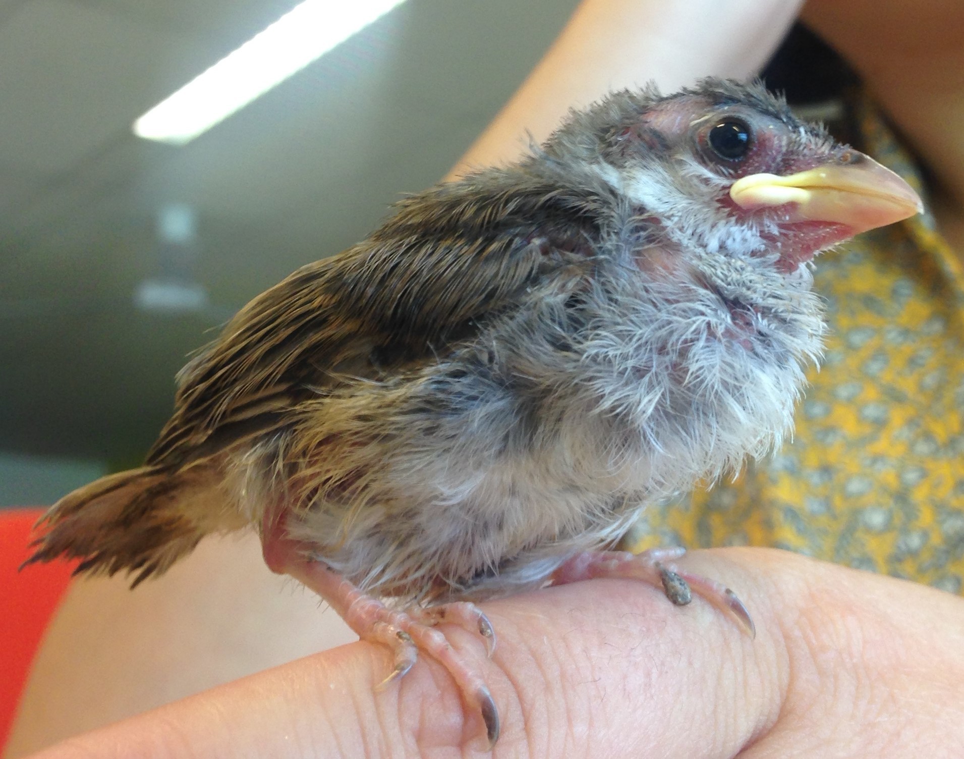 Quel Age Pour Ce Moineau Est Il En Forme Oiseaux Forum Animaux Doctissimo Quel Age Pour Ce Moineau Est Il En Forme Oiseaux Forum Animaux Doctissimo