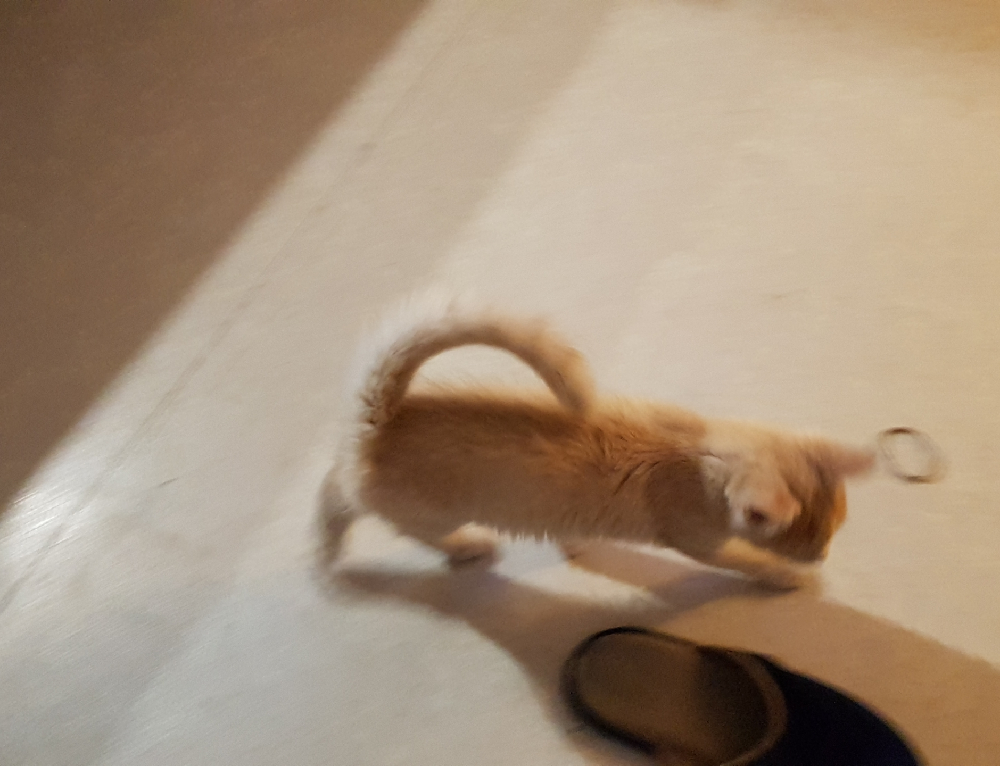 Chaton Port Recourbee De La Queue Chats Forum Animaux Doctissimo Chaton Port Recourbee De La Queue Chats Forum Animaux Doctissimo