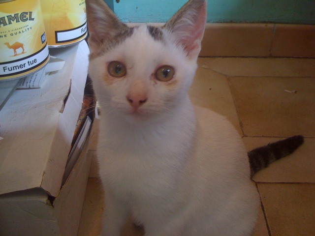 Chaton De Trois Mois Je Tousse Et Mes Yeux Coulent C Est Grave Chats Forum Animaux Doctissimo Chaton De Trois Mois Je Tousse Et Mes Yeux Coulent C Est Grave Chats Forum Animaux Doctissimo