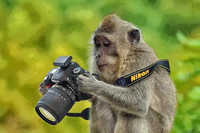 Photographe amateur