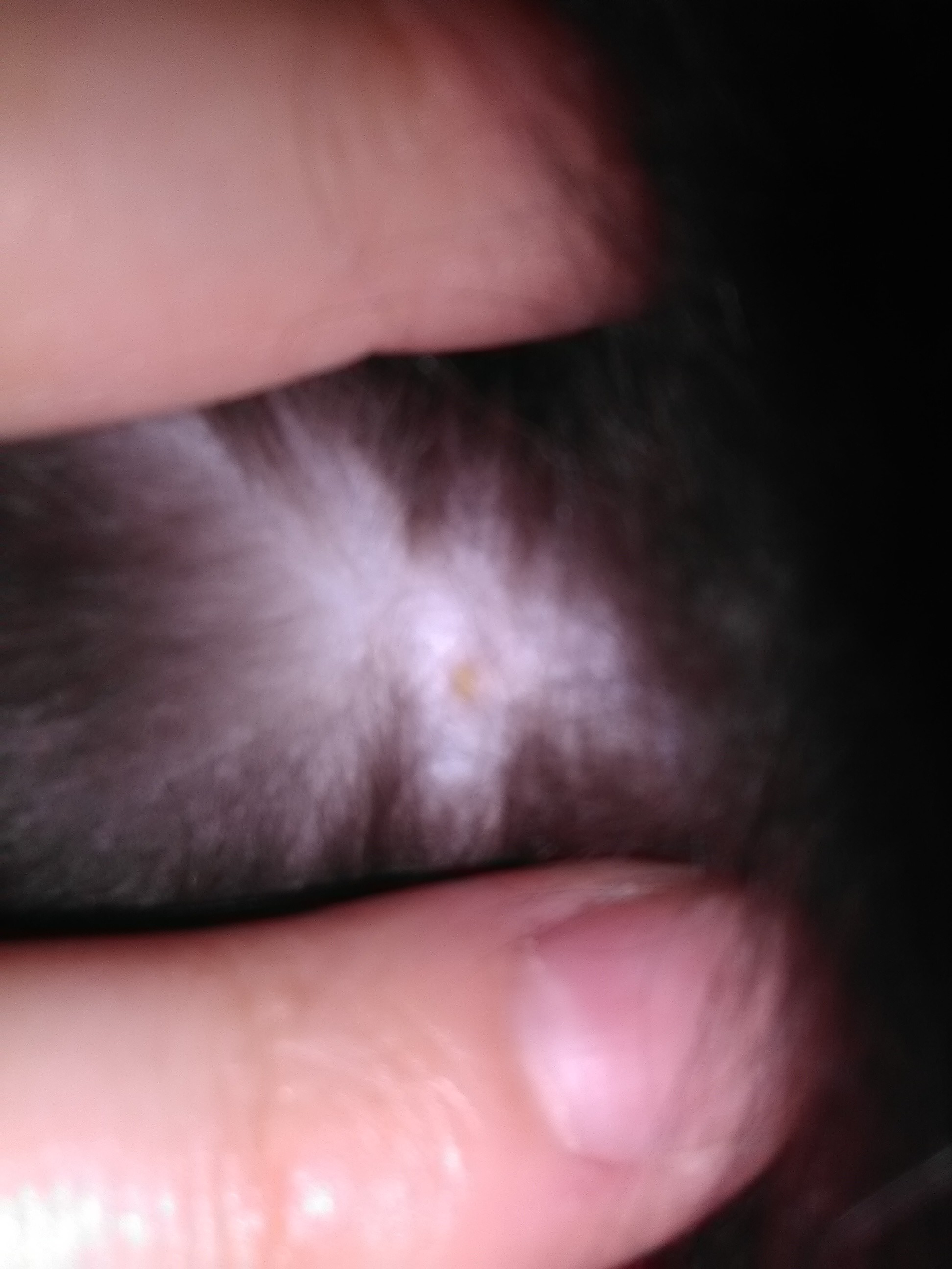 Petite Croutes Jaune Ventre Base Queue La Sante De Votre Chat Chats Forum Animaux Doctissimo Petite Croutes Jaune Ventre Base Queue La Sante De Votre Chat Chats Forum Animaux Doctissimo