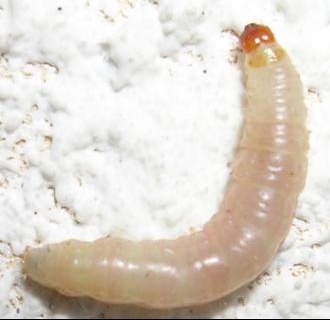 Des petits vers blancs Environnement cologie FORUM Des petits vers blancs Environnement cologie FORUM