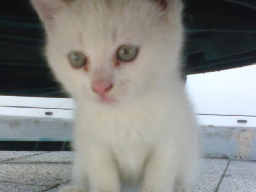 Nom Pour Un Chaton Femelle Toute Blanche Chats Forum Animaux Doctissimo Nom Pour Un Chaton Femelle Toute Blanche Chats Forum Animaux Doctissimo