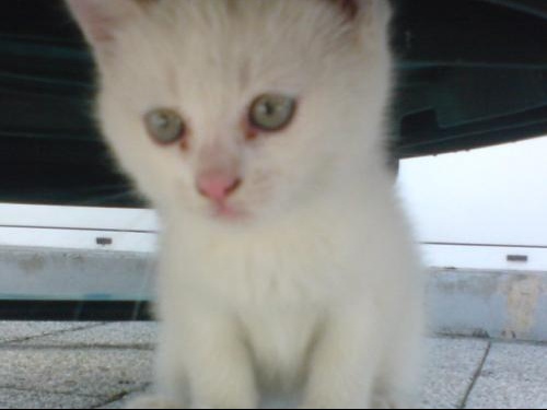 Nom Pour Un Chaton Femelle Toute Blanche Chats Forum Animaux Doctissimo Nom Pour Un Chaton Femelle Toute Blanche Chats Forum Animaux Doctissimo