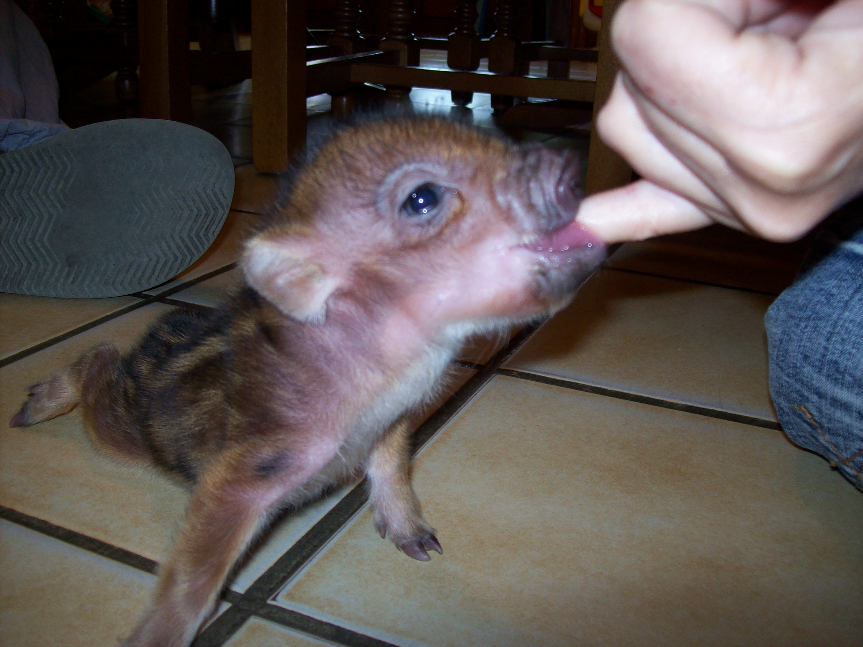 Cochon Nain Forum Libre Animaux Forum Animaux Doctissimo Cochon Nain Forum Libre Animaux Forum Animaux Doctissimo