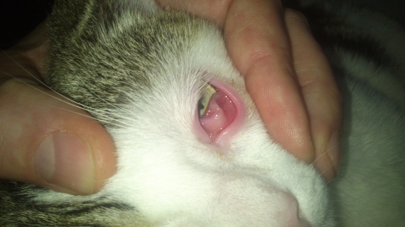 Probleme Double Paupiere Probleme Double Paupiere