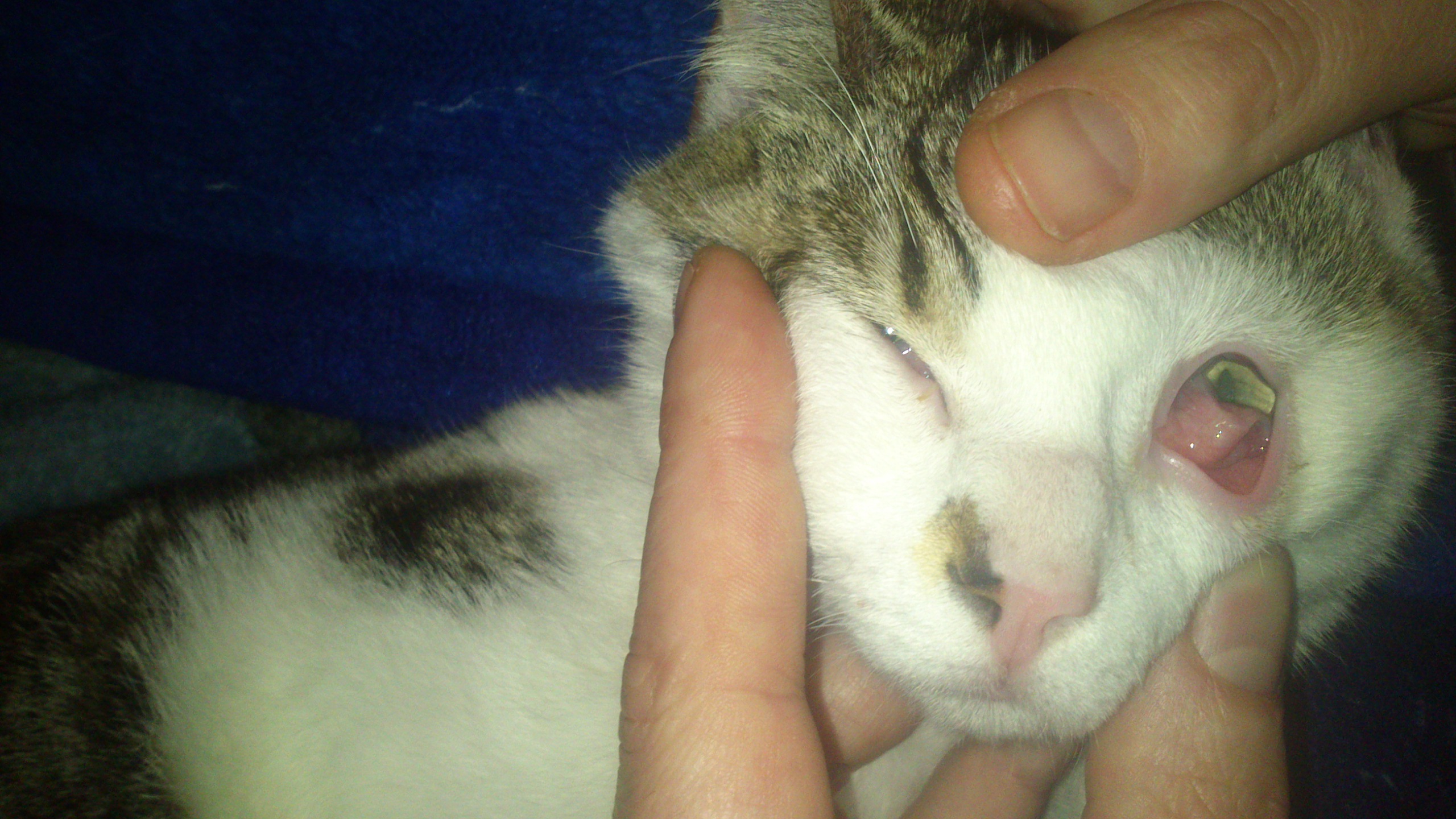 Probleme Double Paupiere Chats Forum Animaux Doctissimo