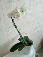 orchidée -  cadeau 21 Mars 2020