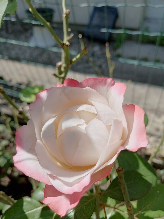 rosier Grace Kelly