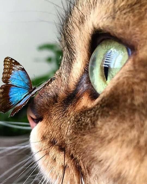 papillon sur le nez du chat