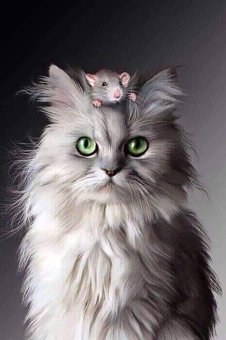 chat avec souris