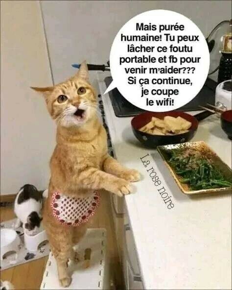 Le chat qui cuisine