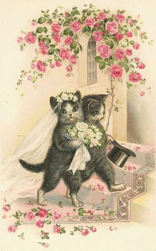 couple de chats mariés