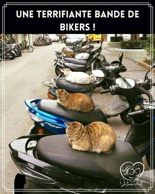Bande de bikers