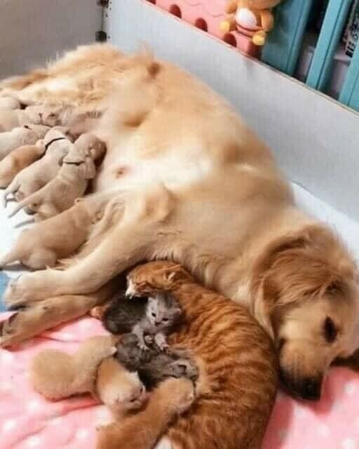 Jolie famille chien-chat