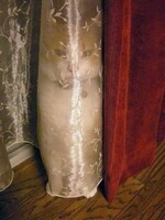 Chat dans les rideaux