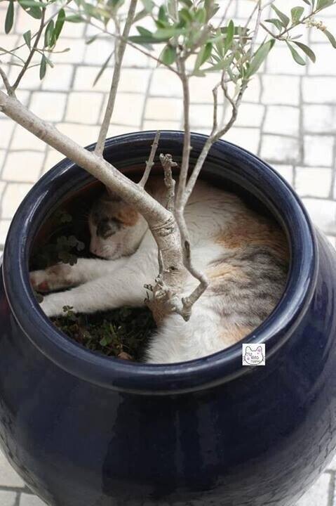 Plantation d'un arbre à chats