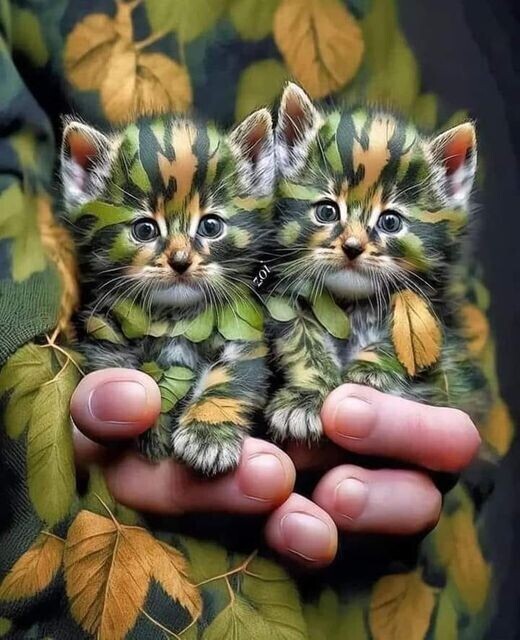 chatons en  mission camouflage