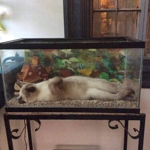 Un poisson chat