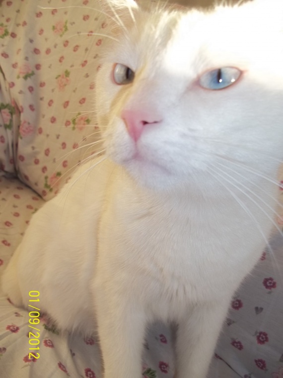 Pourquoi Mon Chat Me Grimpe Dessus pourquoi mon chat me griffe dés que je le prend dans mes bras - Chats