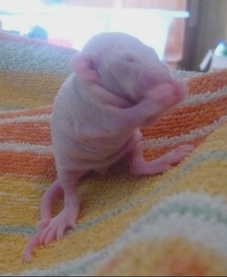 Aimez Vous Les Rats Nus Nouveaux Animaux De Compagnie Rats Reptiles Furets Forum Animaux Doctissimo Aimez Vous Les Rats Nus Nouveaux Animaux De Compagnie Rats Reptiles Furets Forum Animaux Doctissimo