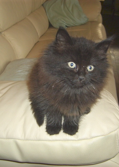 Mon Chaton Deviendra T Il Angora Chats Forum Animaux Doctissimo Mon Chaton Deviendra T Il Angora Chats Forum Animaux Doctissimo