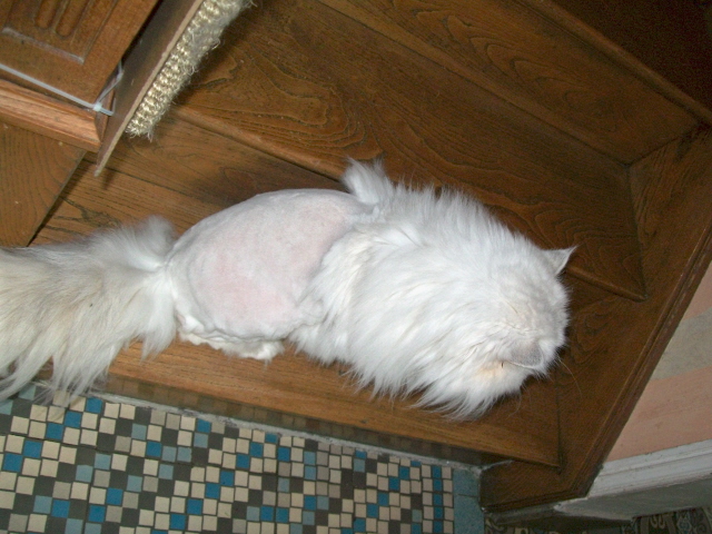 Raser Son Persan Afin Qu Il Ait Moins Chaud Chats Forum Animaux Doctissimo Raser Son Persan Afin Qu Il Ait Moins Chaud Chats Forum Animaux Doctissimo