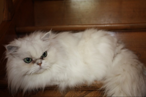 Cherche Male Persan Pour Saillie Chats Forum Animaux Cherche Male Persan Pour Saillie Chats Forum Animaux