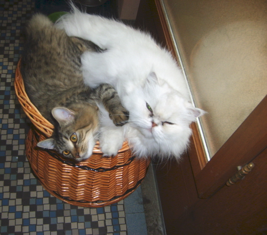 Arbre A Chat Lidl Pas Cher Chats Forum Animaux Doctissimo Arbre A Chat Lidl Pas Cher Chats Forum Animaux Doctissimo